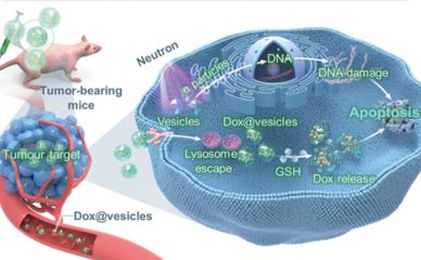 硫辛酸-硼苯丙氨酸衍生物在BNCT中的創(chuàng)新應(yīng)用，中硼醫(yī)療助力研究新突破